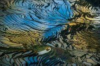 105 - PATTERN OF RICE TERRACES - KING FRANCIS - canada